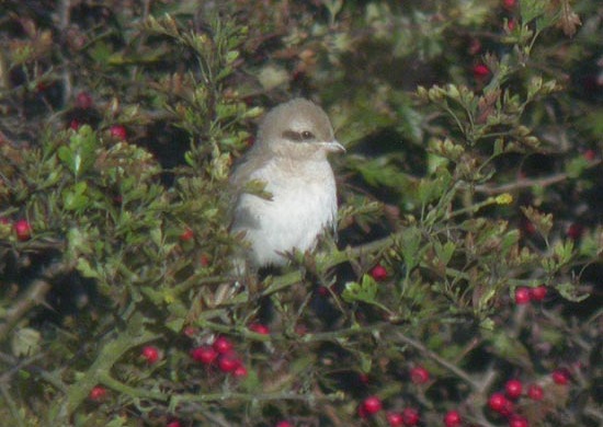 Turkestan Shrike