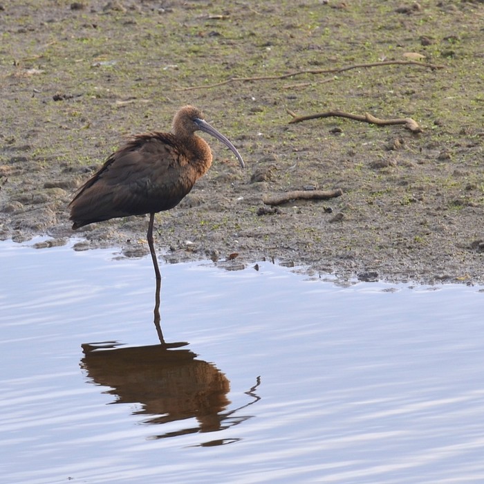 Glossy Ibis