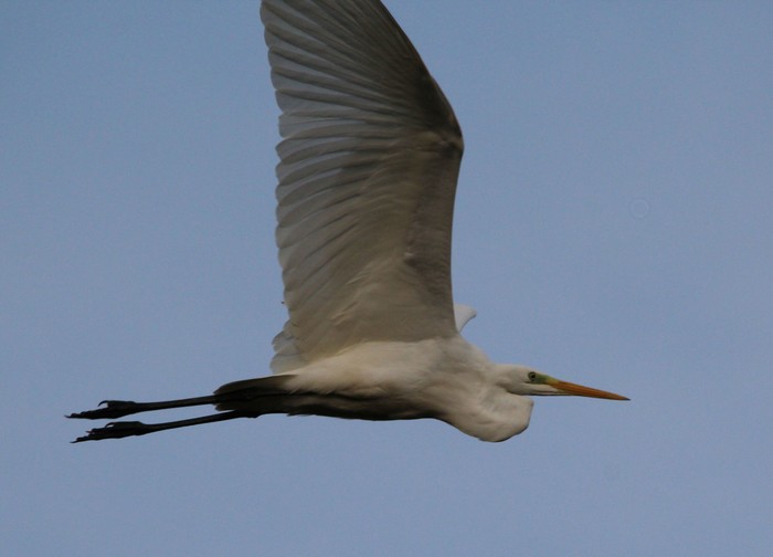 Great White Egret