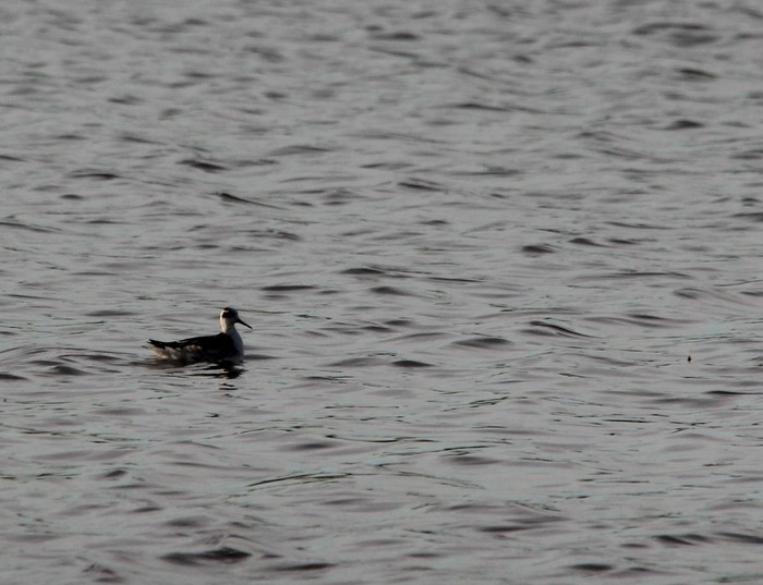 Red-necked Phalarope