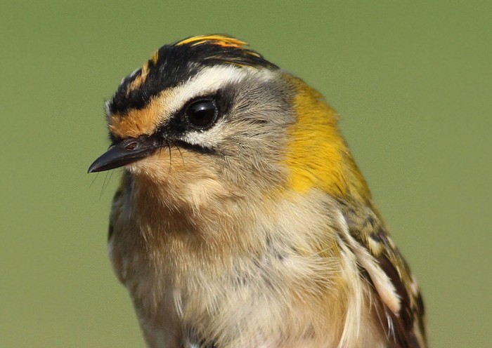 Firecrest