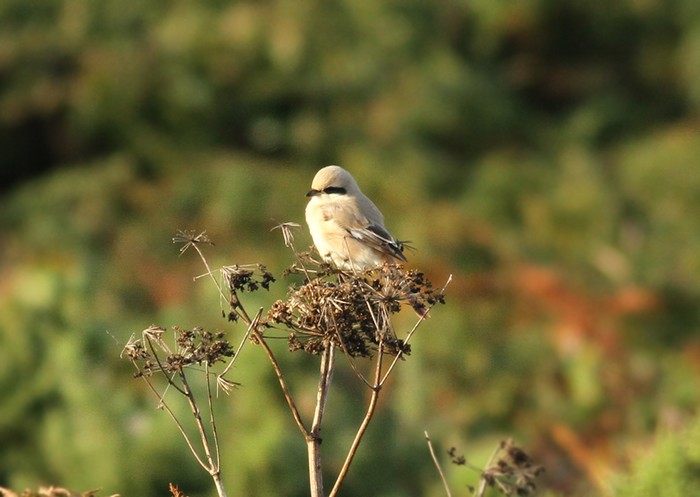 Daurian Shrike