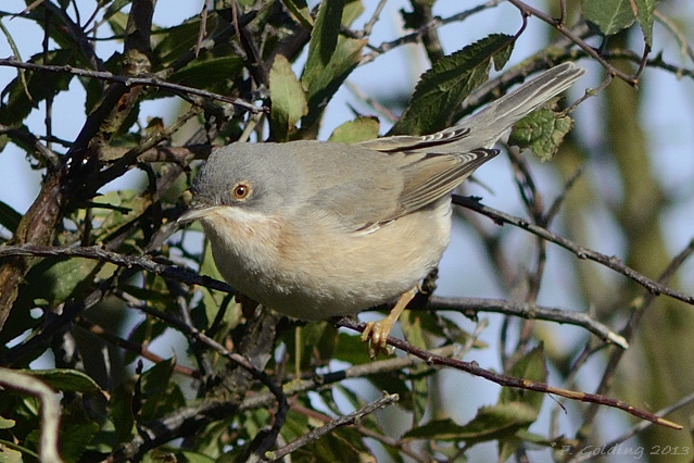 Subalpine Warbler