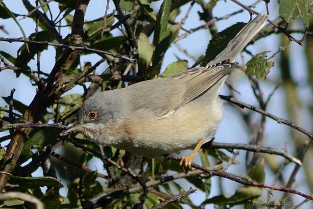 Subalpine Warbler