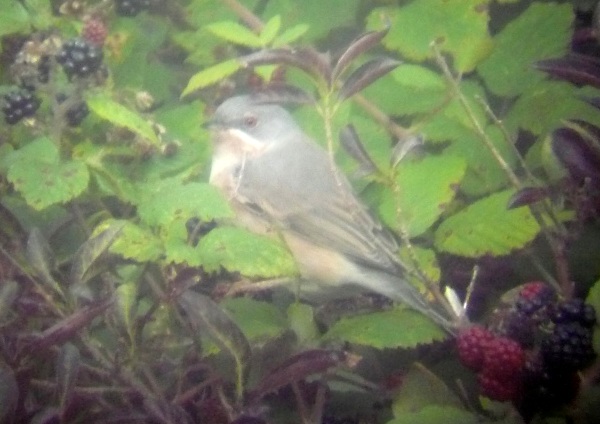 Subalpine Warbler