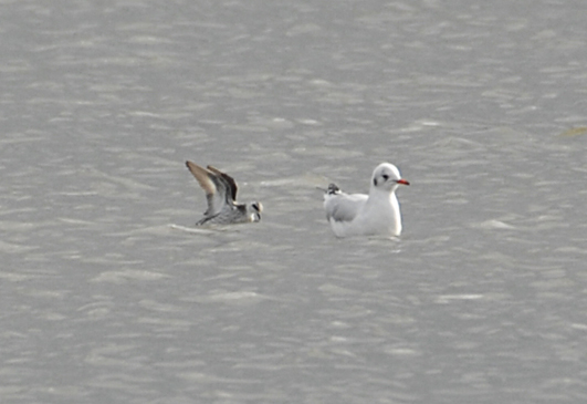 Red-necked Phalarope