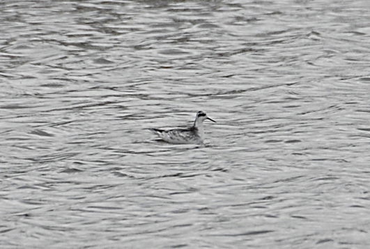 Red-necked Phalarope