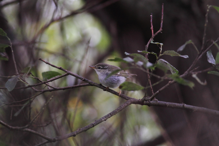 Arctic Warbler