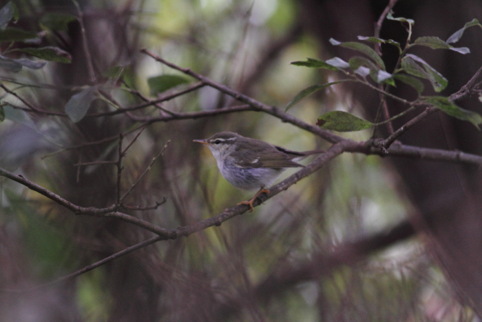 Arctic Warbler