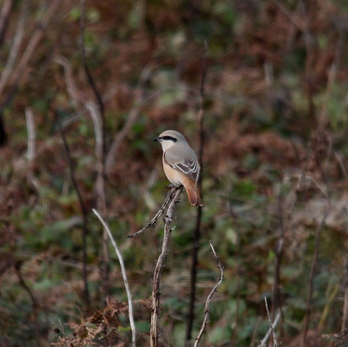 Daurian Shrike