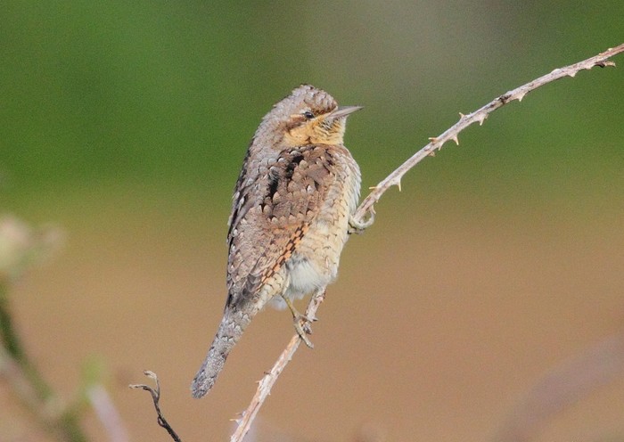 Wryneck