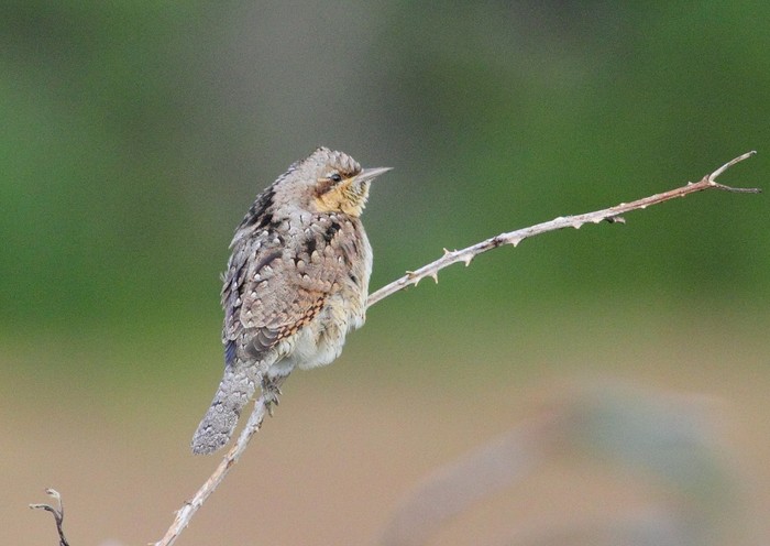 Wryneck