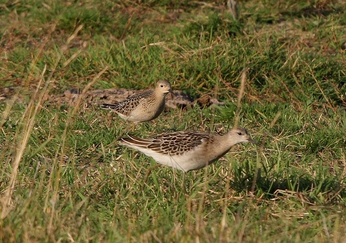 Buff-breasted Sandpiper