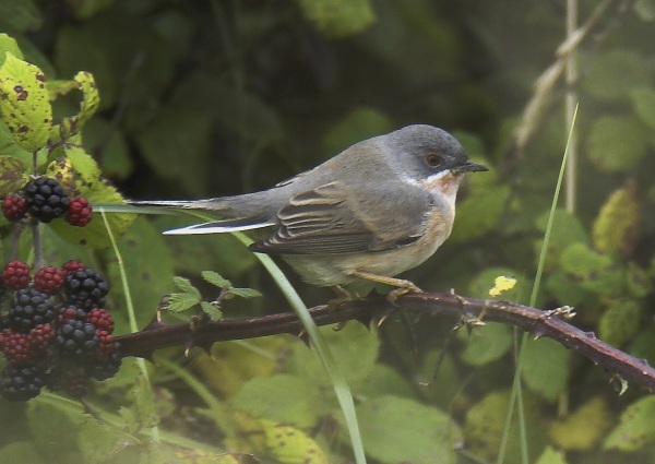 Subalpine Warbler