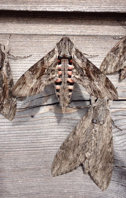 Convolvulus Hawk-moth