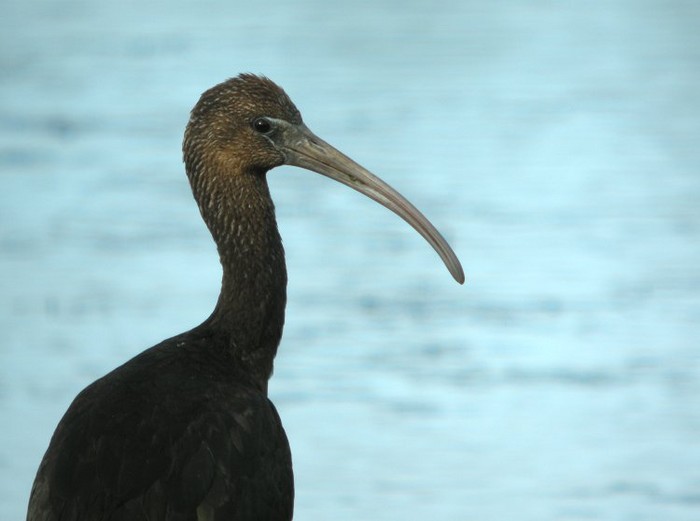 Glossy Ibis