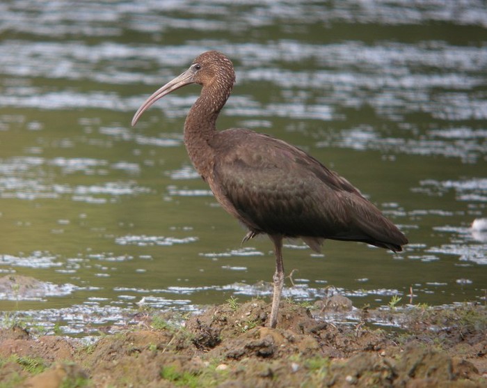 Glossy Ibis