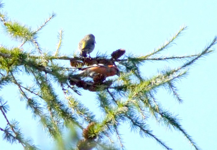 Two-barred Crossbill