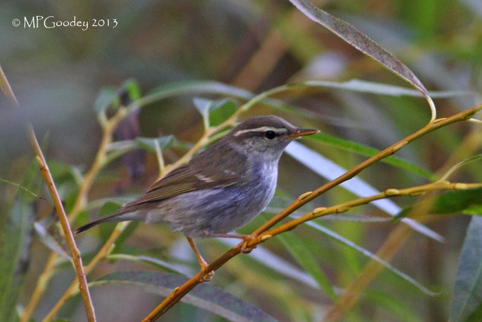 Arctic Warbler