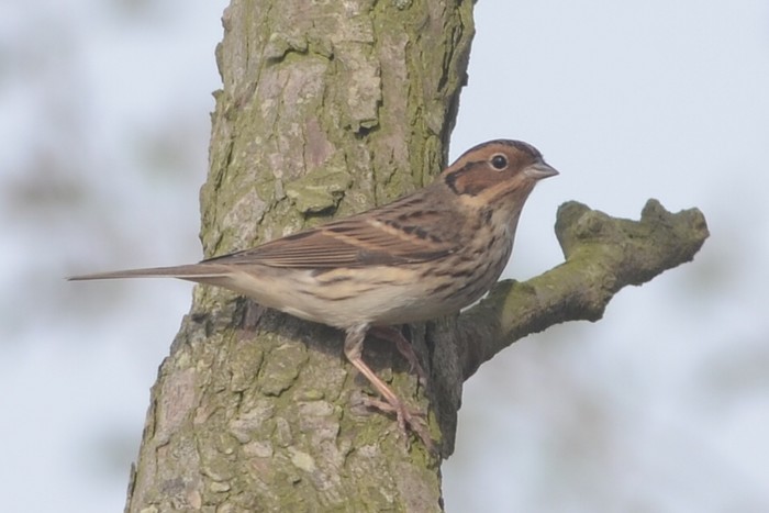 Little Bunting