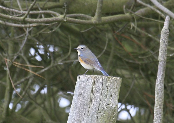 Red-flanked Bluetail