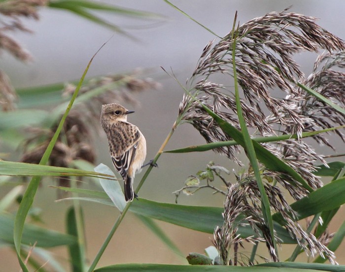 Siberian Stonechat