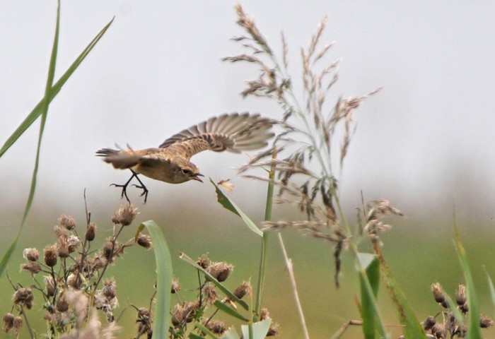 Siberian Stonechat