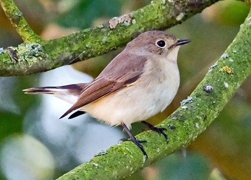 Red-breasted Flycatcher