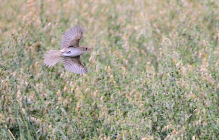 Thick-billed Warbler
