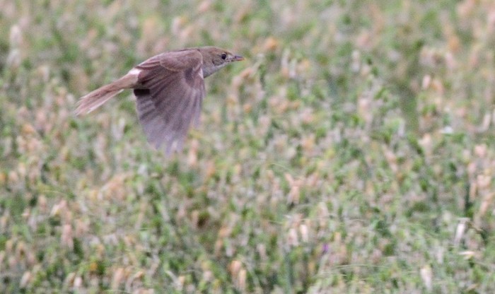 Thick-billed Warbler