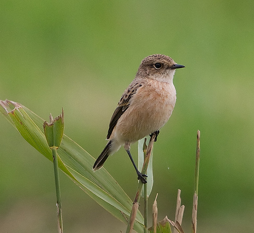 Siberian Stonechat