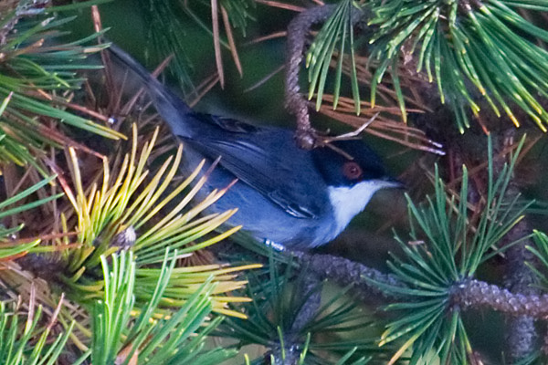 Sardinian Warbler