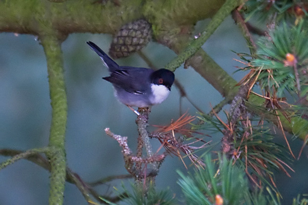 Sardinian Warbler