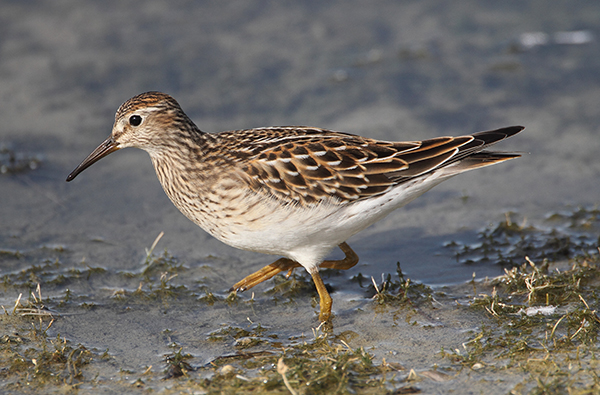Pectoral Sandpiper