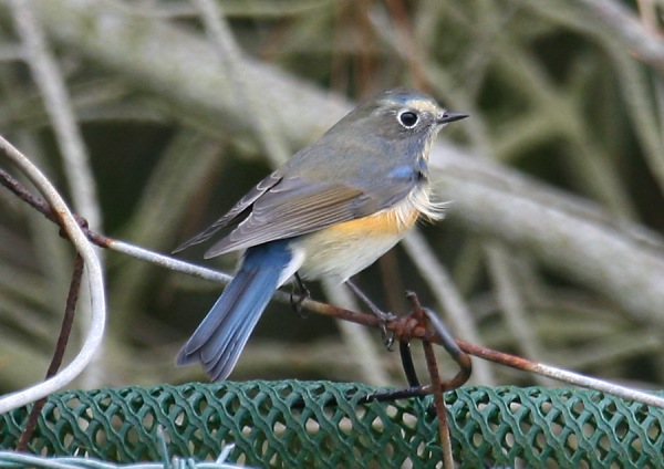 Red-flanked Bluetail
