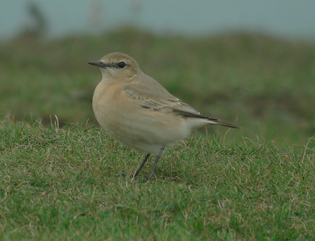 Isabelline Wheatear