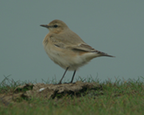 Isabelline Wheatear