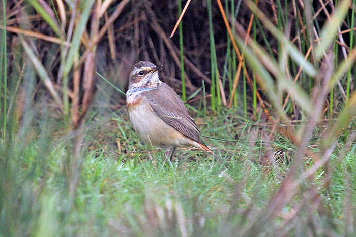 Bluethroat