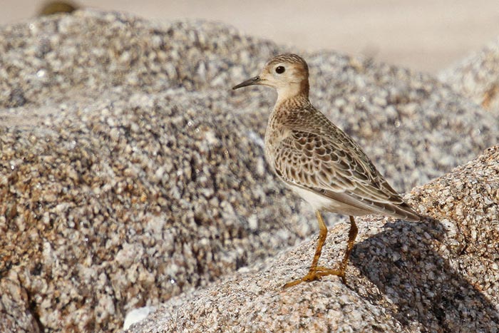 Buff-breasted Sandpiper
