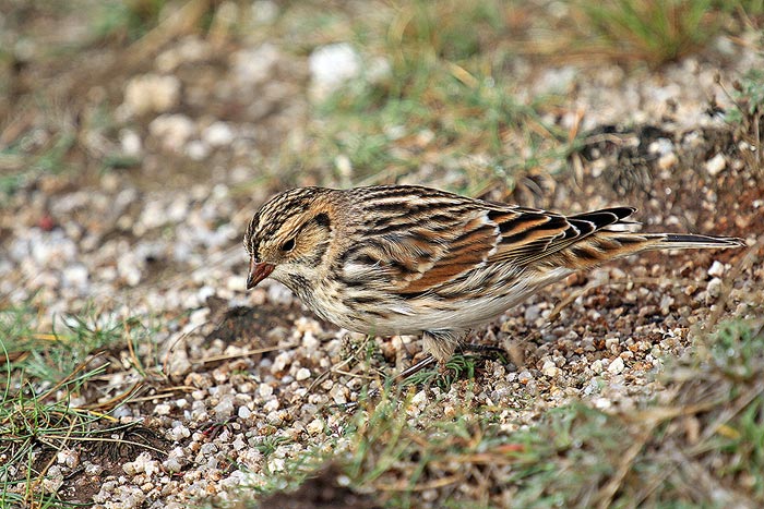 Lapland Bunting