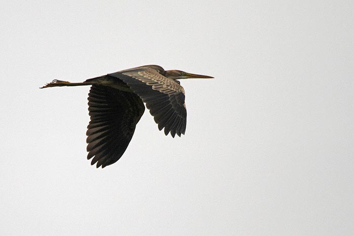 Purple Heron