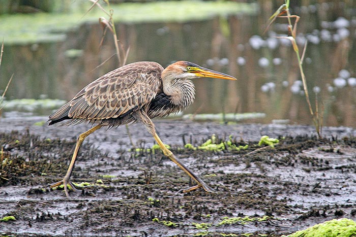 Purple Heron