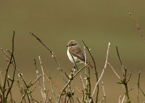 Turkestan Shrike