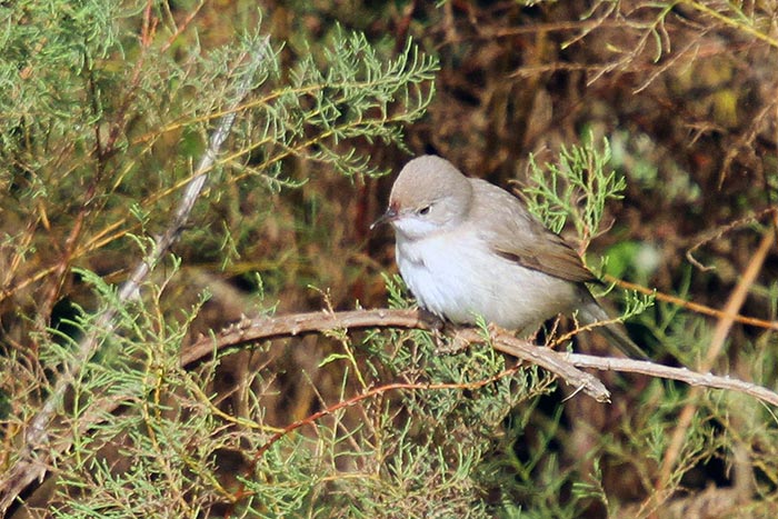 Subalpine Warbler
