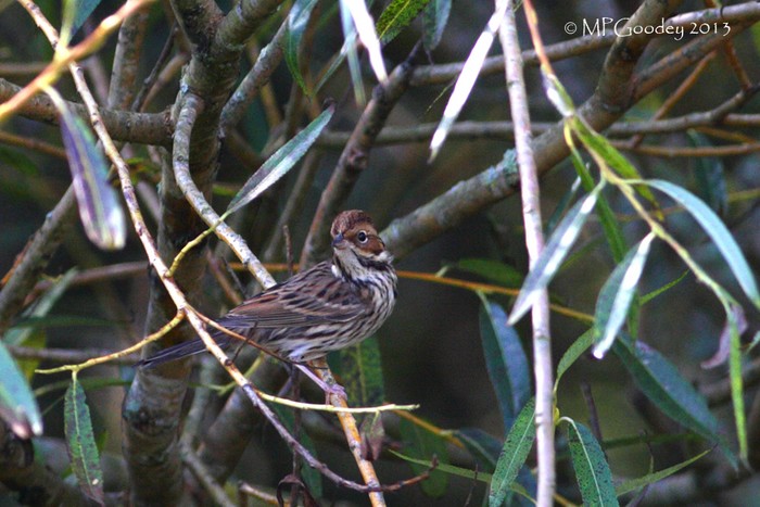 Little Bunting
