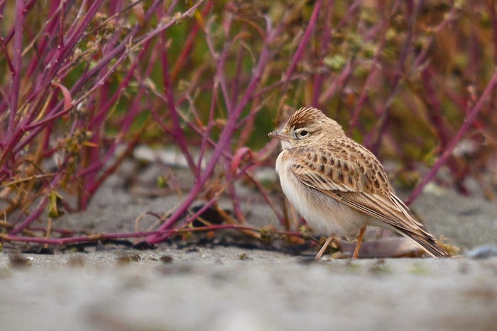 Short-toed Lark
