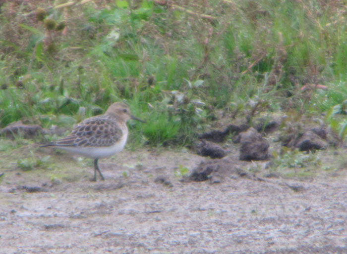 Baird's Sandpiper