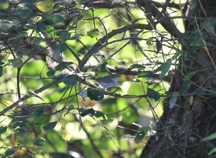 Arctic Warbler