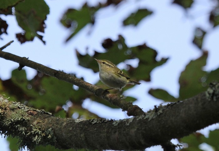 Yellow-browed Warbler