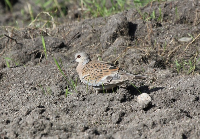 Turtle Dove